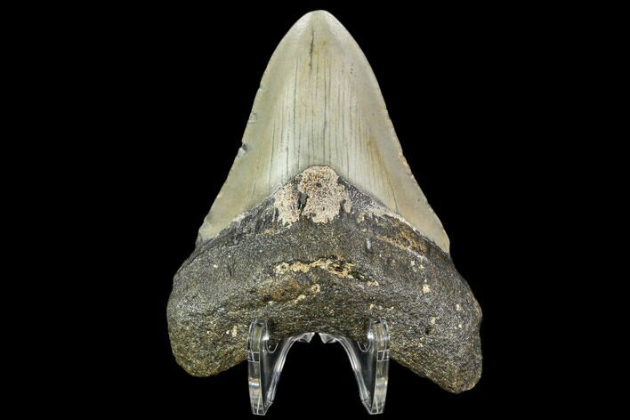 Fossil Megalodon Tooth - North Carolina #108902
